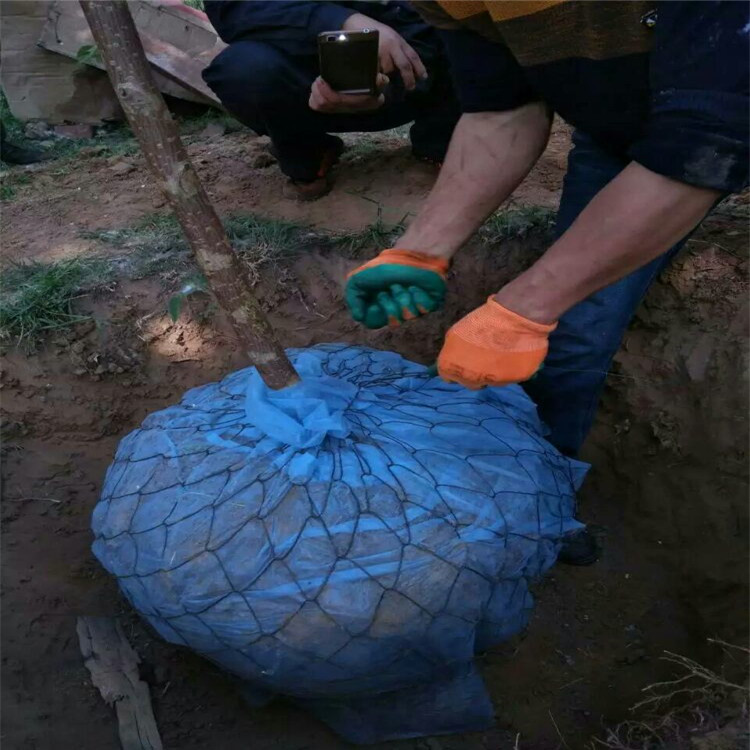 [供应]现货包土球树根网绑树根的网树木移动篮子铁丝网兜