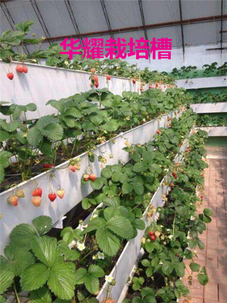 大棚草莓种植技术视频,大棚草莓种植技术