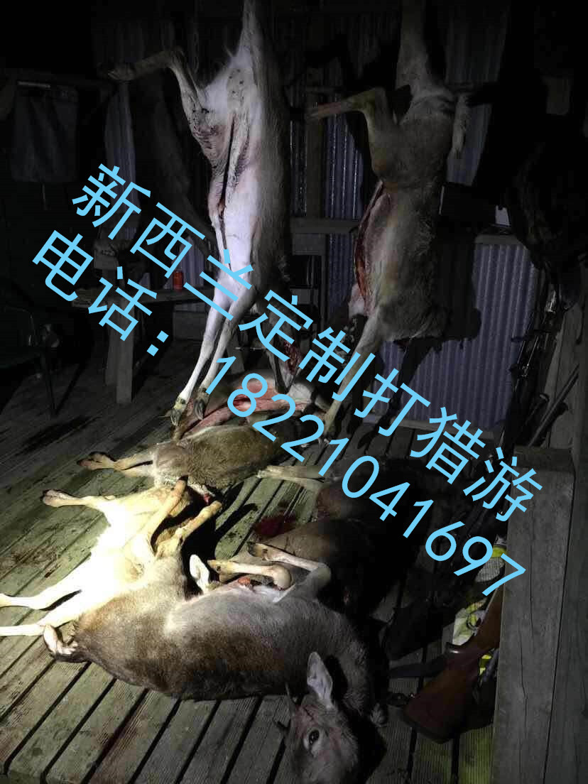 ������ר����������