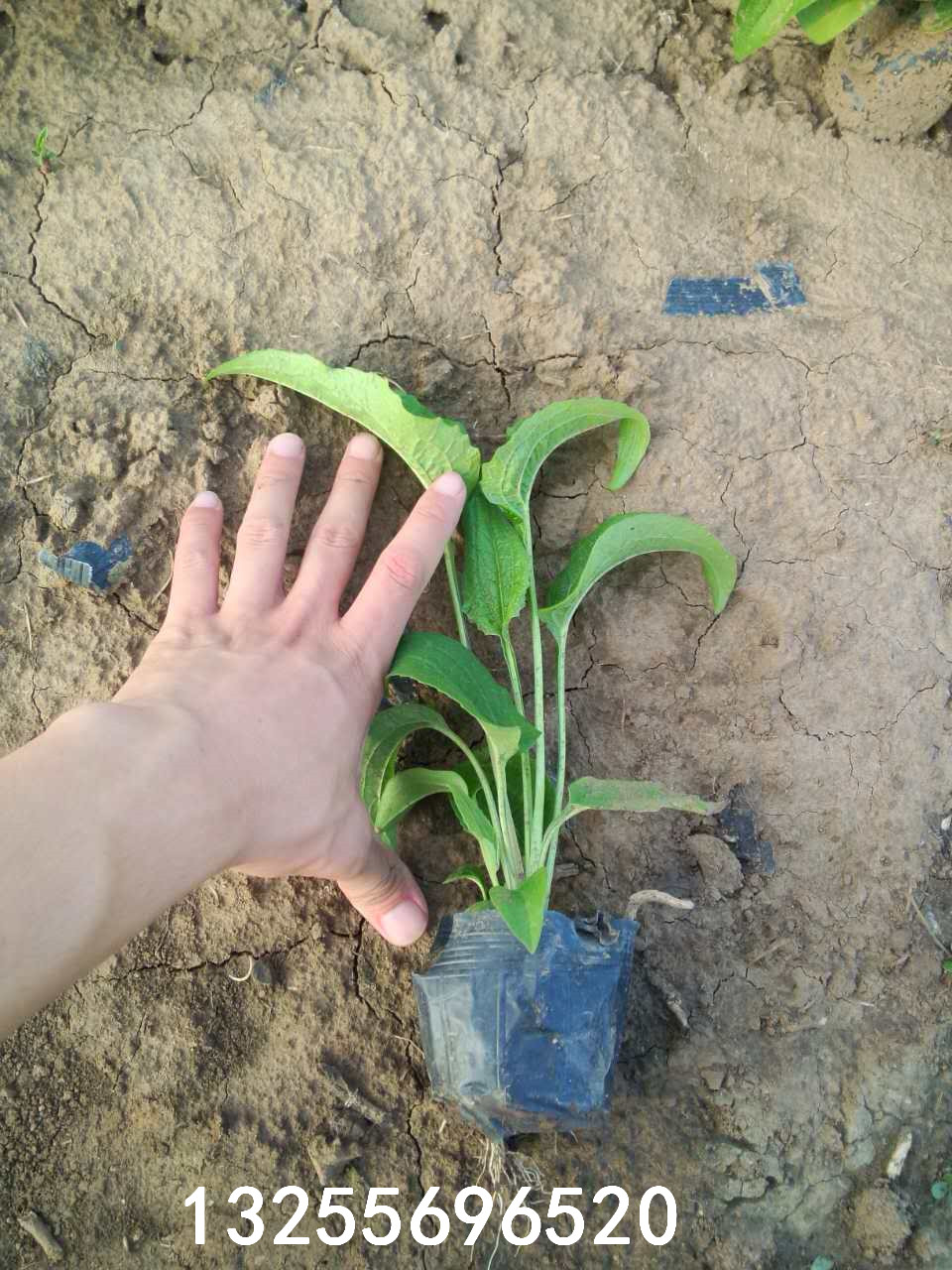 [供应]松果菊小苗批发价格 松果菊花期 松果菊供应商